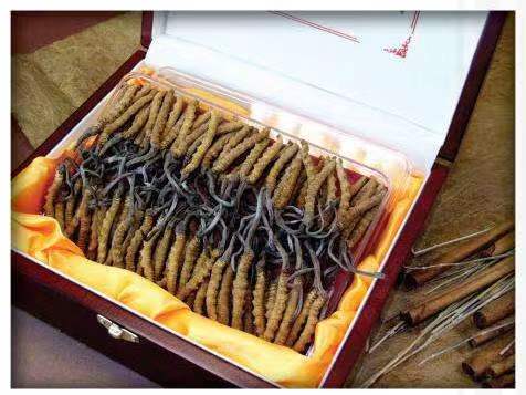 公主岭冬虫夏草回收